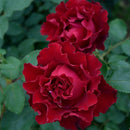 オマージュ・ア・バルバラ【デルバールローズ】　12月下旬～1月頃発送