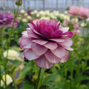 ラナンキュラスラックス　【ティーバ】 1月上旬より順次発送