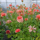 ラナンキュラスラックス　【エリス】1月上旬より順次発送