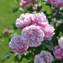 サント・ノーレ【デルバールローズ】12月下旬～1月頃発送