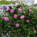 ローズ・ポンパドゥール【デルバールローズ】  12月下旬～1月頃発送