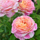 クロード・モネ【デルバールローズ】　新苗