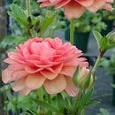 ラナンキュラスラックス　【エリス】1月上旬より順次発送