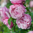 サント・ノーレ【デルバールローズ】12月下旬～1月頃発送