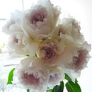 ガブリエル【河本バラ園】   12月下旬～1月頃発送