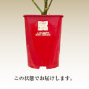 ラ・マリエ【河本バラ園】12月下旬～1月頃発送