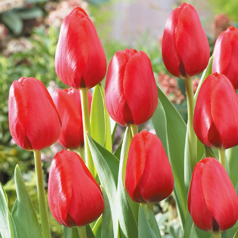 チューリップ　球根　８色/Tulipa