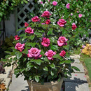 ヴィウーローズ【デルバールローズ】 新苗