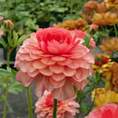 ラナンキュラスラックス　【エリス】1月上旬より順次発送