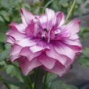 ラナンキュラスラックス　【ティーバ】 1月上旬より順次発送