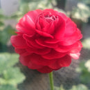 ラナンキュラスラックス　【ハデス】 1月上旬より順次発送