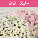 ガーデンマム ジジスノー