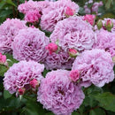 コリンクレイヴン  【ロサオリエンティス】　 12月下旬～1月頃発送