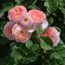 コンフィチュール　NEW【河本バラ園】新苗