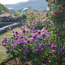 シェエラザード【ロサオリエンティス】12月下旬～1月頃発送