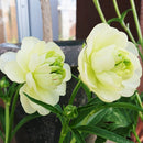 ラナンキュラスラックス　【ニノス】 1月上旬より順次発送