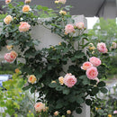 ローズ・ポンパドゥール【デルバールローズ】  12月下旬～1月頃発送