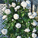 パブロワ【デルバールローズ】 新苗