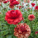 ラナンキュラスラックス　【ハデス】 1月上旬より順次発送