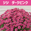 ガーデンマム ジジダークピンク