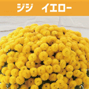 ガーデンマム ジジイエロー