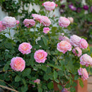 クロード・モネ【デルバールローズ】　新苗