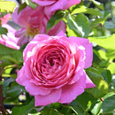 フラゴナール【デルバールローズ】  新苗