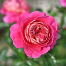 エスプリ・ドゥ・パリ【デルバールローズ】  12月下旬～1月頃発送