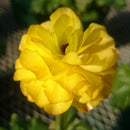 ラナンキュラスラックス　【アルテミス】 1月上旬より順次発送