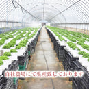 ガーデンマム ジジダークピンク