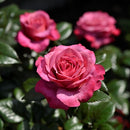 ヴィウーローズ【デルバールローズ】 新苗