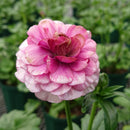 ラナンキュラスラックス　【ティーバ】 1月上旬より順次発送