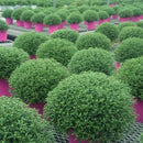 ガーデンマム ジジイエロー