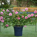 ローズ・ポンパドゥール【デルバールローズ】  12月下旬～1月頃発送
