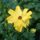 ラナンキュラスラックス　【アルテミス】 1月上旬より順次発送