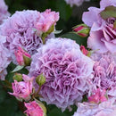 コリンクレイヴン  【ロサオリエンティス】　 12月下旬～1月頃発送