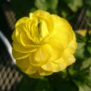 ラナンキュラスラックス　【ピュタロス】 1月上旬より順次発送