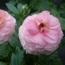 ラナンキュラスラックス　【アリアドネ】 1月上旬より順次発送