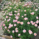 クロード・モネ【デルバールローズ】　新苗