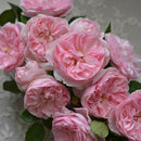 リュバン　NEW【河本バラ園】12月下旬～1月頃発送