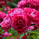 ギー・サヴォア【デルバールローズ】　12月下旬～1月頃発送