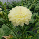 ラナンキュラスラックス　【ニノス】 1月上旬より順次発送