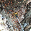 テッポウムシワイヤー　【カミキリムシの幼虫にDr.真島先生おすすめ】