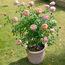 クロード・モネ【デルバールローズ】　新苗