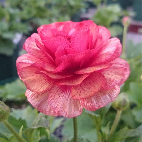 豪華　ラナンキュラスラックス ムーサ f8d3a3d275c16a7d65ff05dc6b4b6c