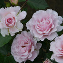 ラ・マリエ【河本バラ園】12月下旬～1月頃発送