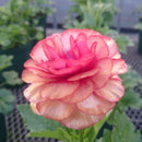 ラナンキュラスラックス　【ムーサ】 1月上旬より順次発送