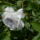 ガブリエル【河本バラ園】   12月下旬～1月頃発送