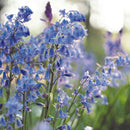 スパニッシュブルーベル／Hyacinthoides Hyspanica　blue