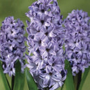 ヒヤシンス　デルフトブルー/ orientalis ‘delft blue’